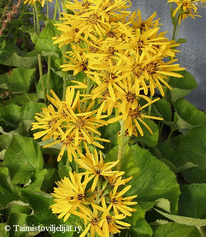 Ligularia 'Hehku'